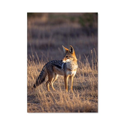 Poster Le Coyote Sauvage