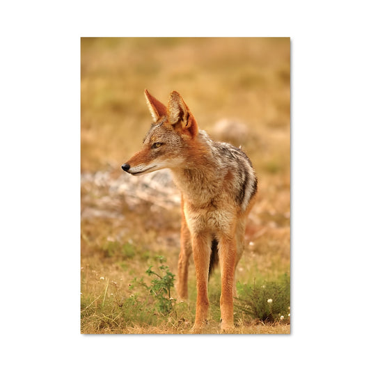 Poster L'Ombre du Coyote