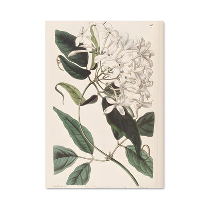 Poster Jasmine 96624