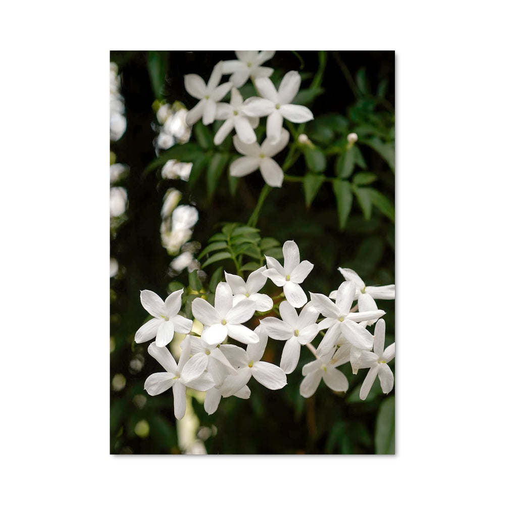 Poster Éclat de Jasmin