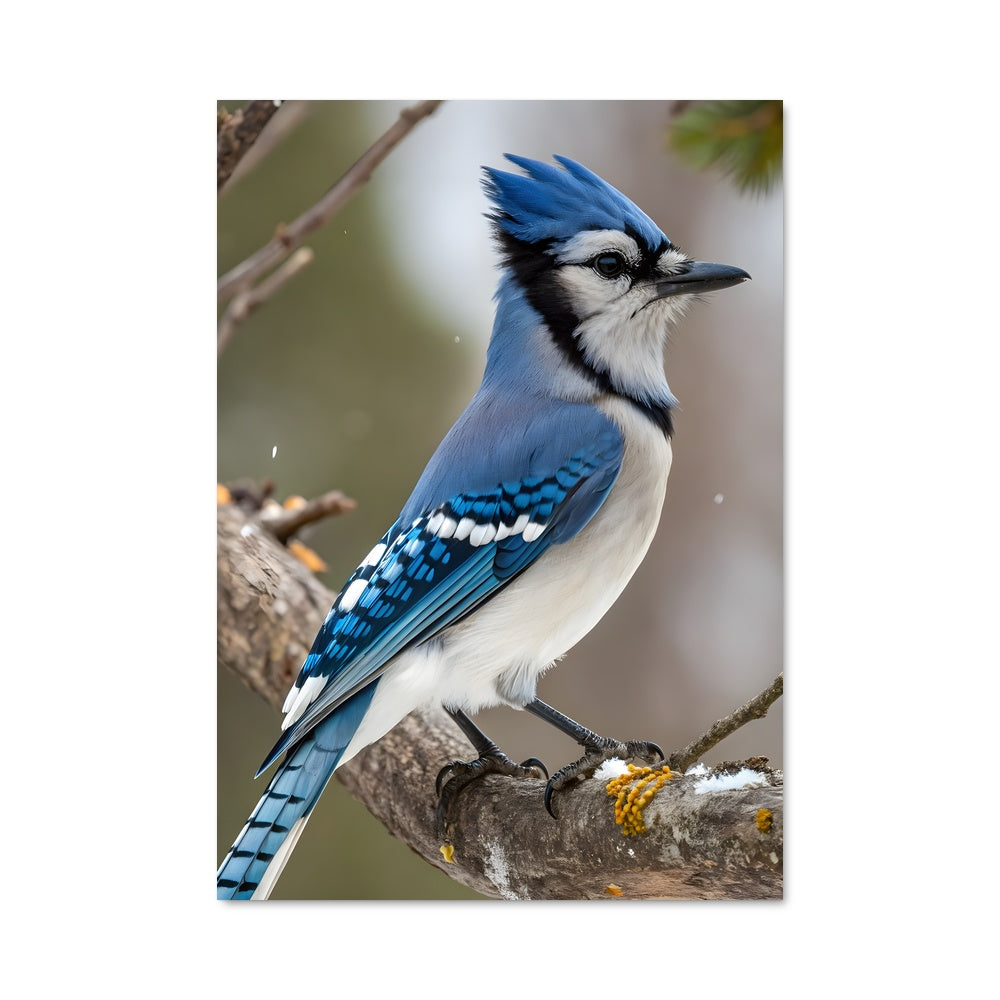 Poster Geai des Neiges