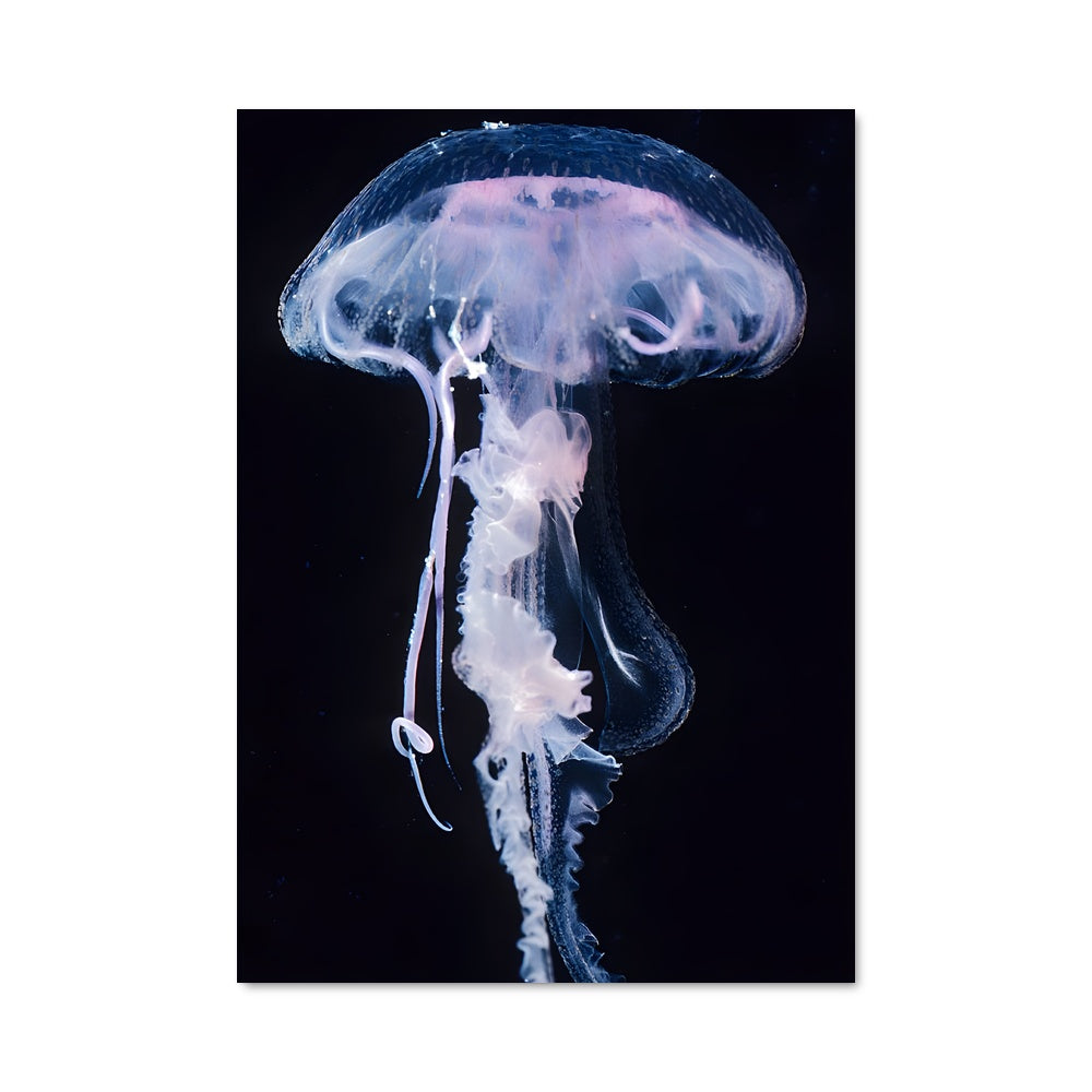 Poster Jellyfish 83816