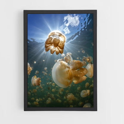 ap-jellyfish lake-3 cadre Noir