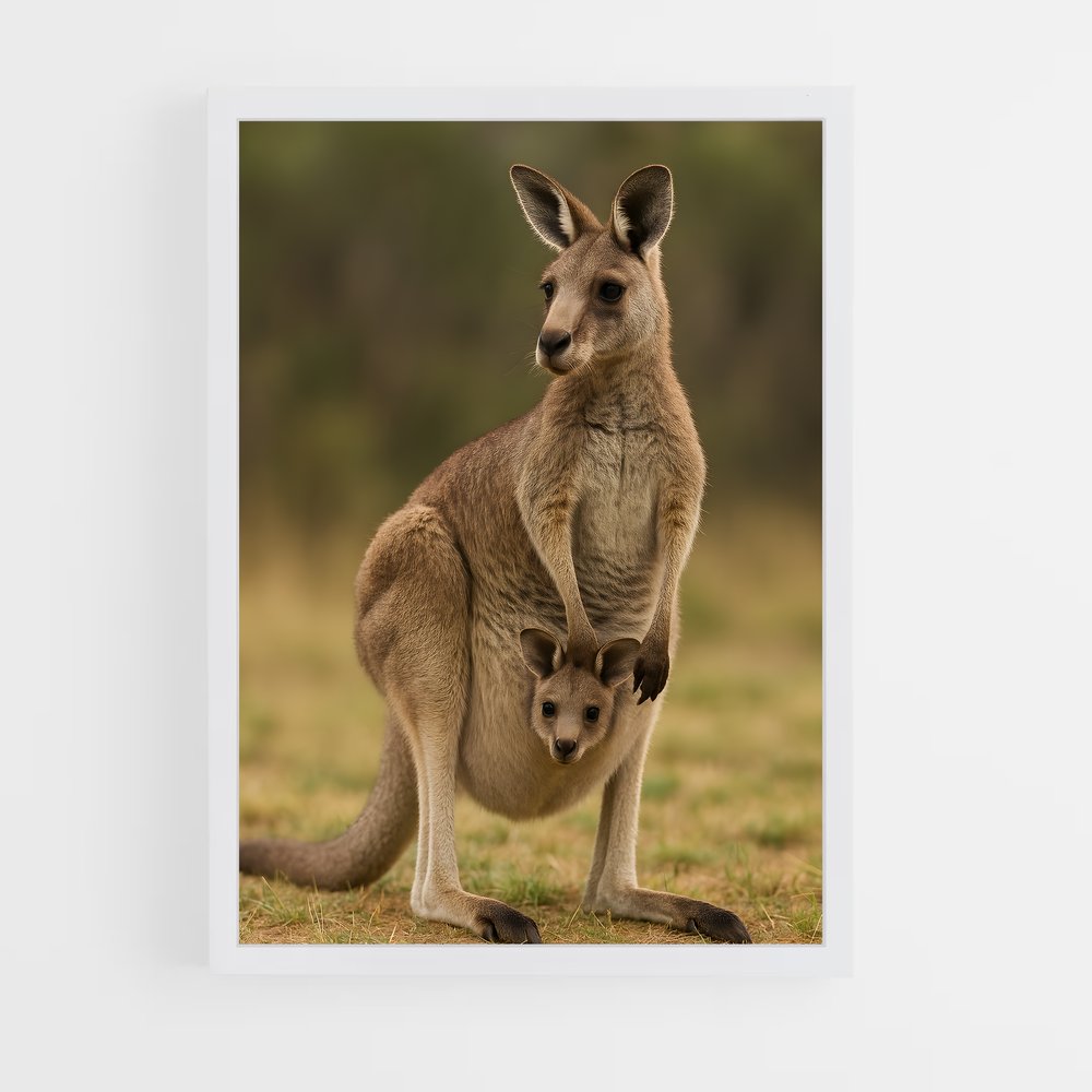 ap-kangaroo-1 cadre Blanc