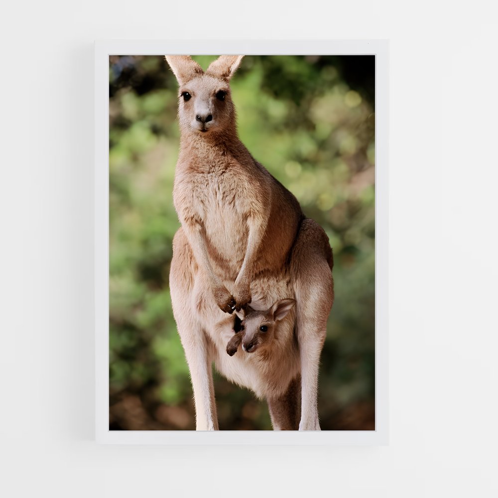 ap-kangaroo-2 cadre Blanc