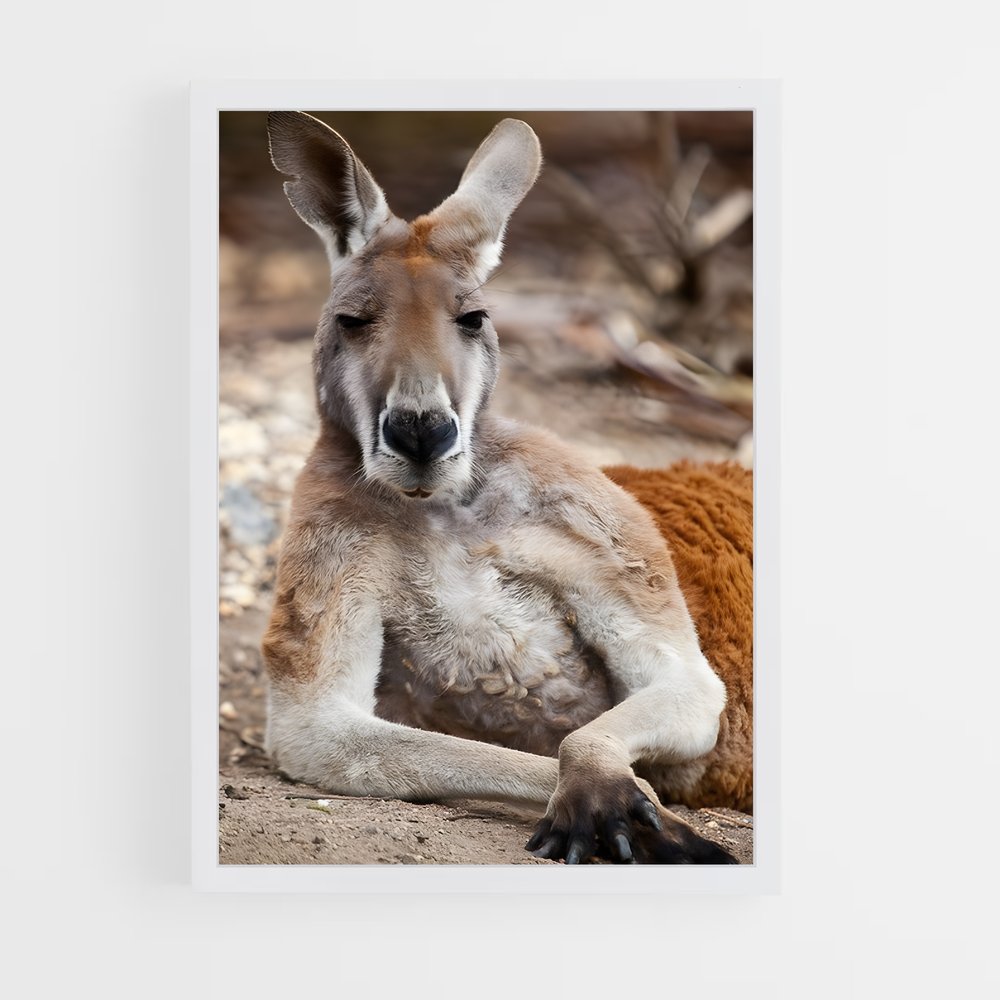 ap-kangaroo-4 cadre Blanc