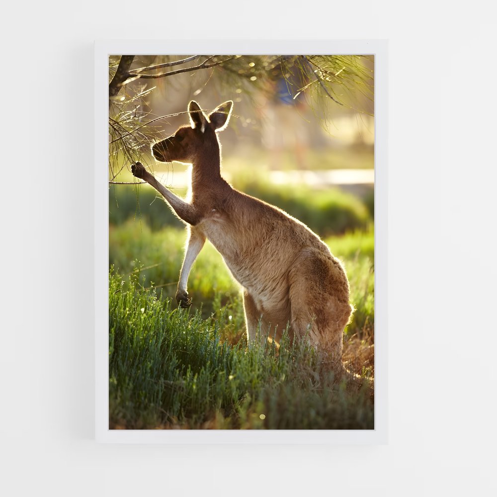ap-kangaroo-6 cadre Blanc