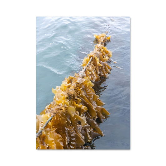 Poster Danse des Algues