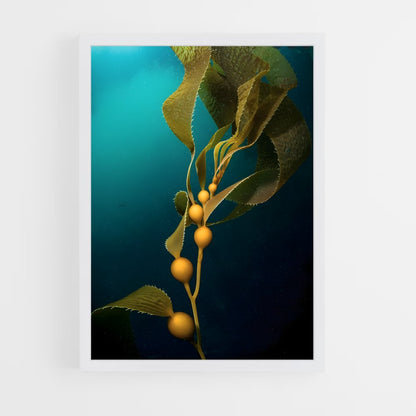 ap-kelp-7 cadre Blanc
