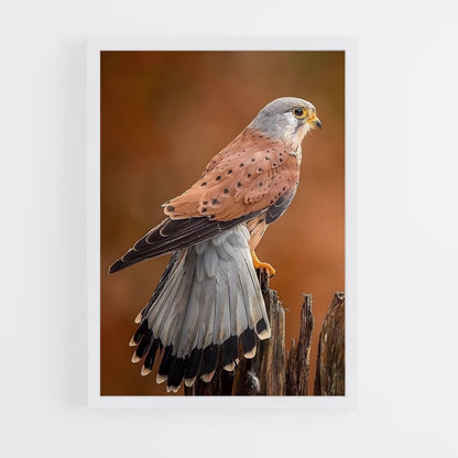 ap-kestrel-5 cadre Blanc