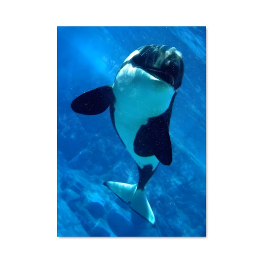 Poster Pingouin Enchanteur