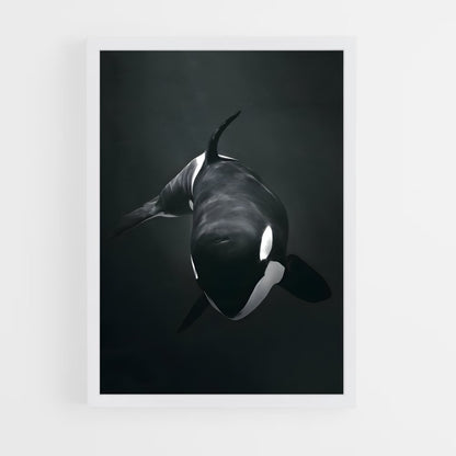 ap-killer whale-2 cadre Blanc