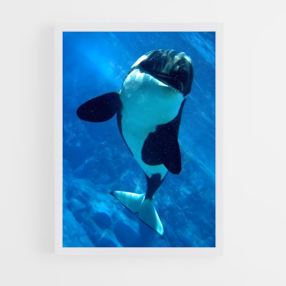 ap-killer whale-6 cadre Blanc