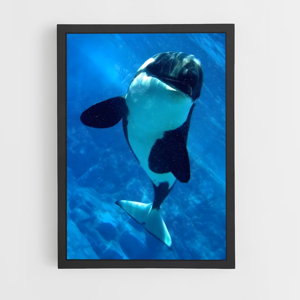 ap-killer whale-6 cadre Noir