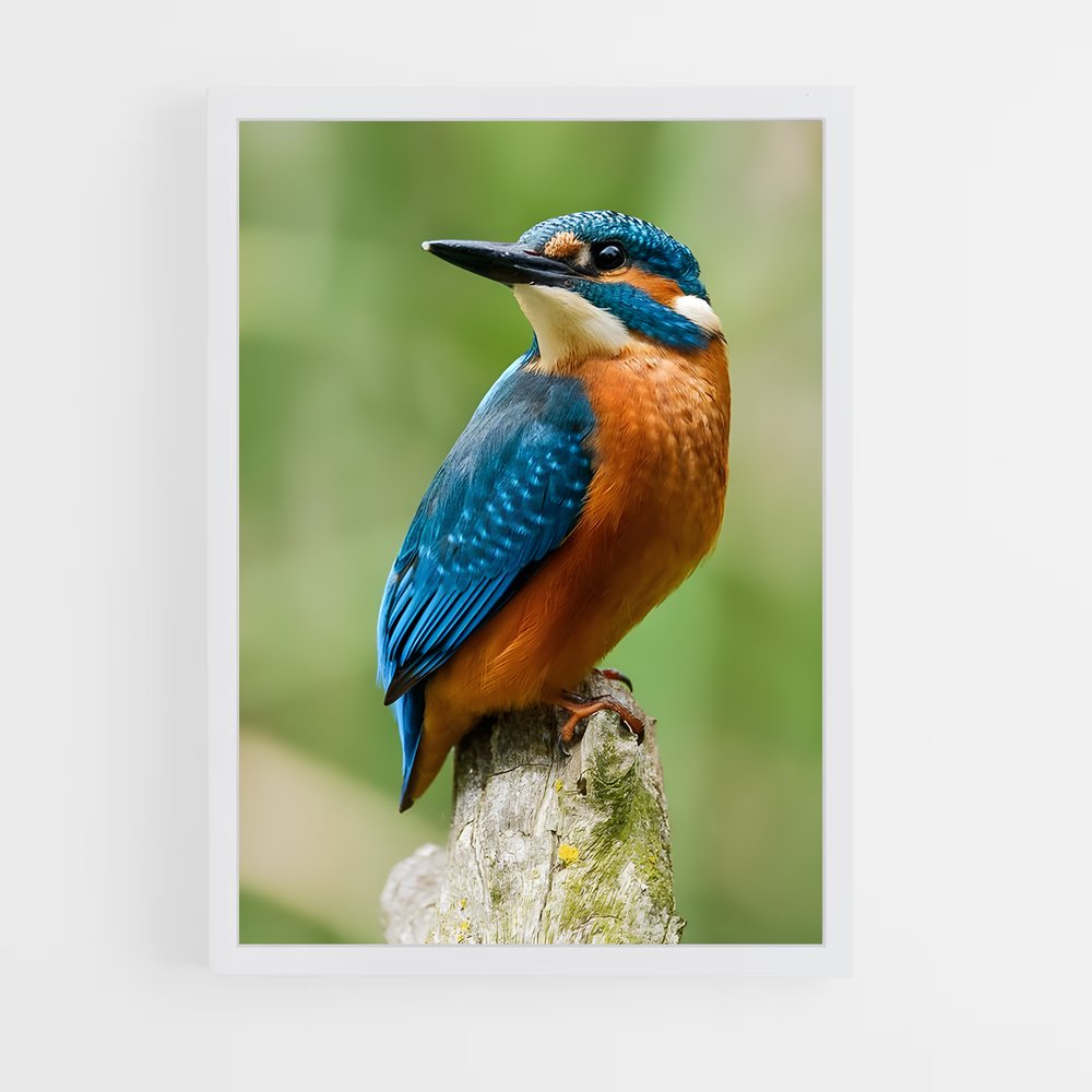 ap-kingfisher-1 cadre Blanc