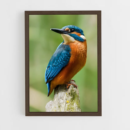 ap-kingfisher-1 cadre Bois foncé