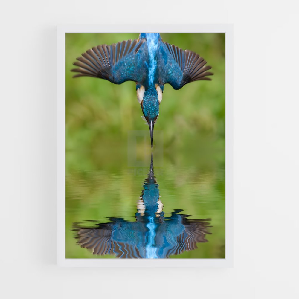ap-kingfisher-2 cadre Blanc