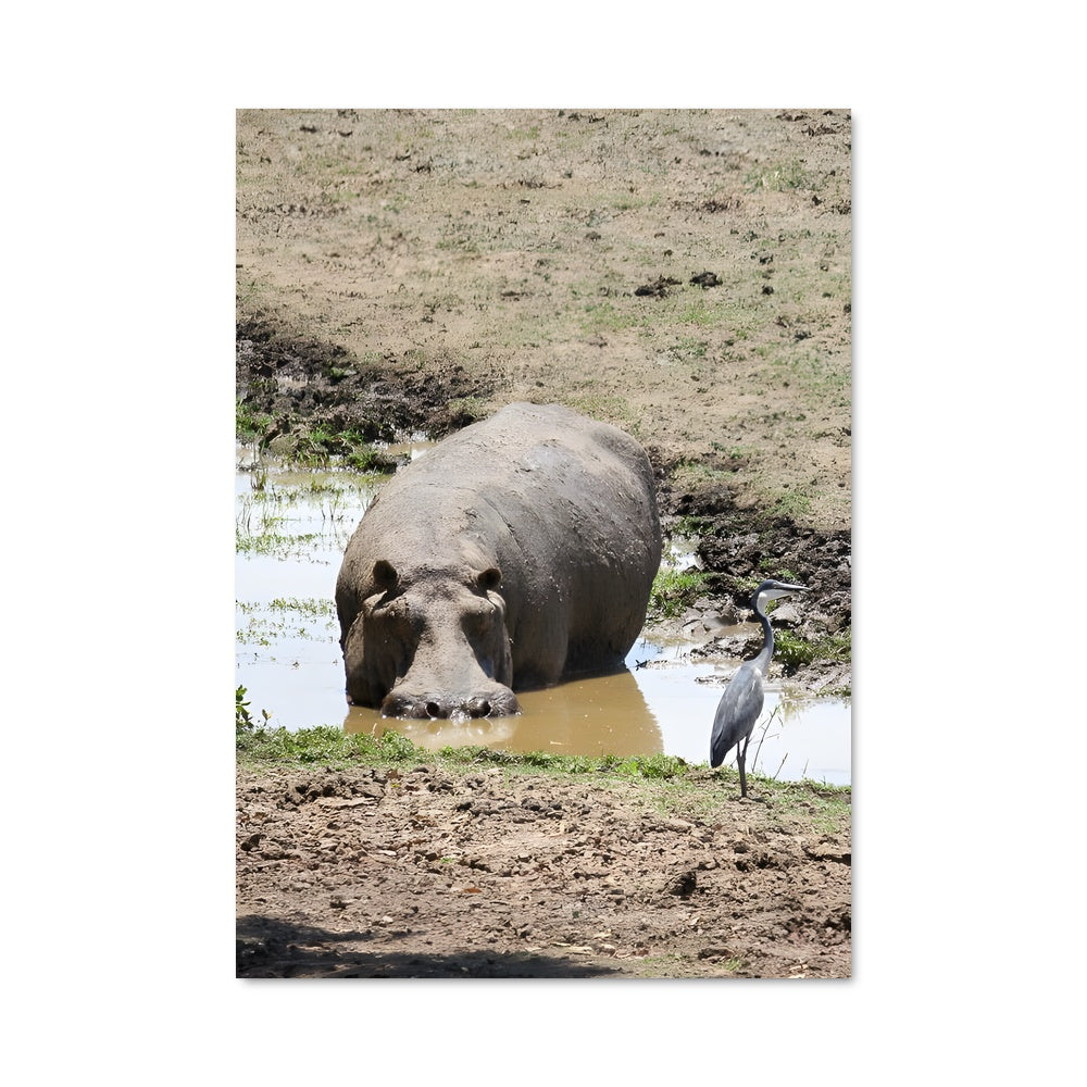 Poster Hippopotame Curieux