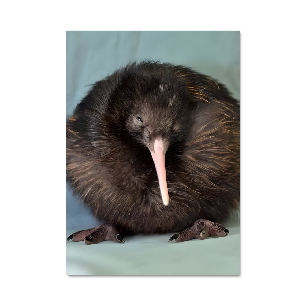 Poster Kiwi Joue