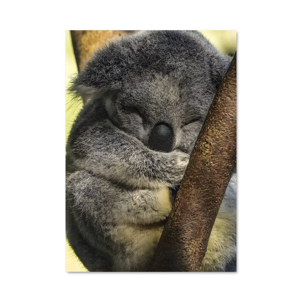 Poster Koala Doux Rêve