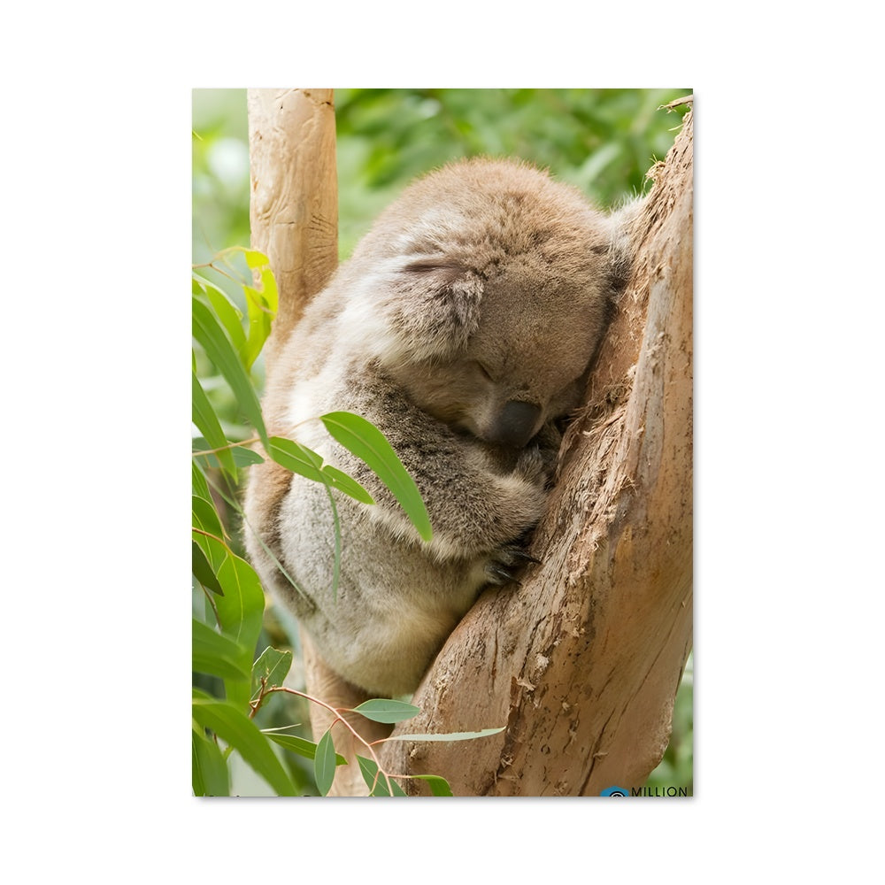 Poster Koala Mania
