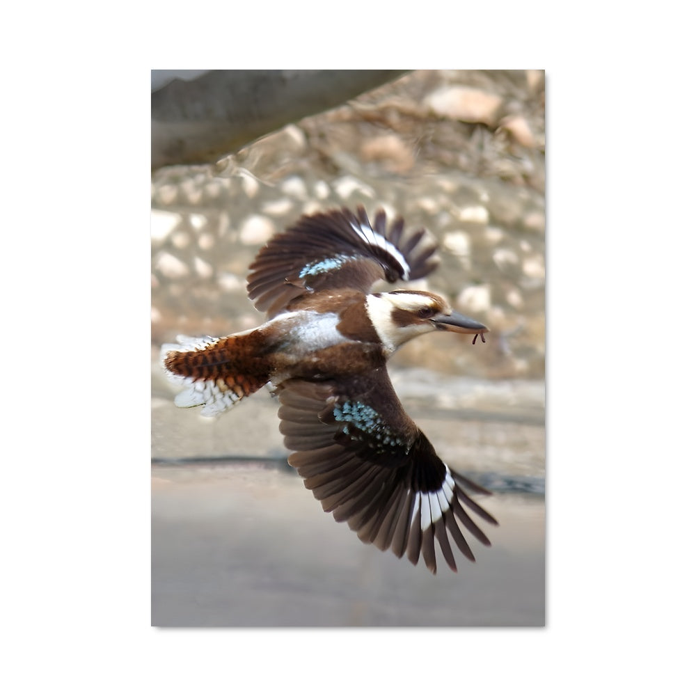 Poster L'Envol du Kookaburra