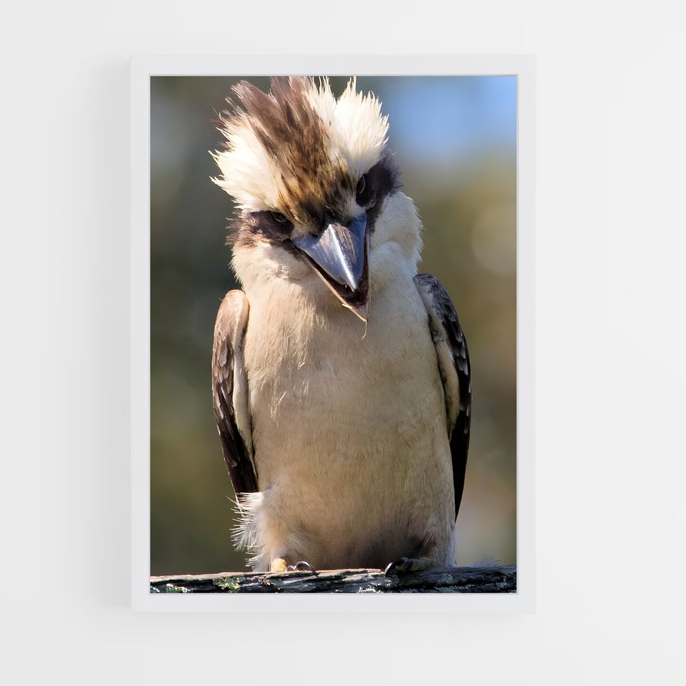 ap-kookaburra-5 cadre Blanc