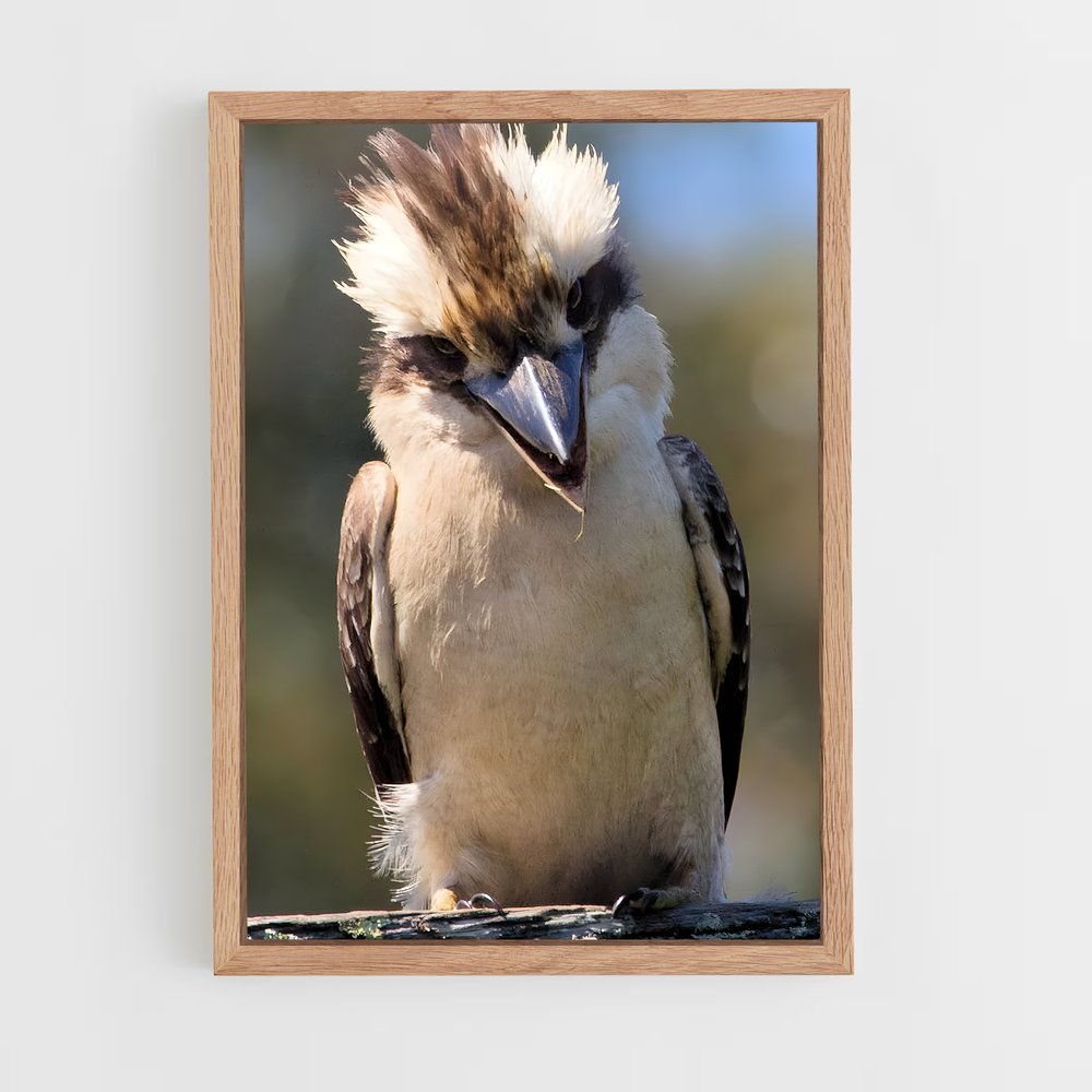 ap-kookaburra-5 cadre Bois clair