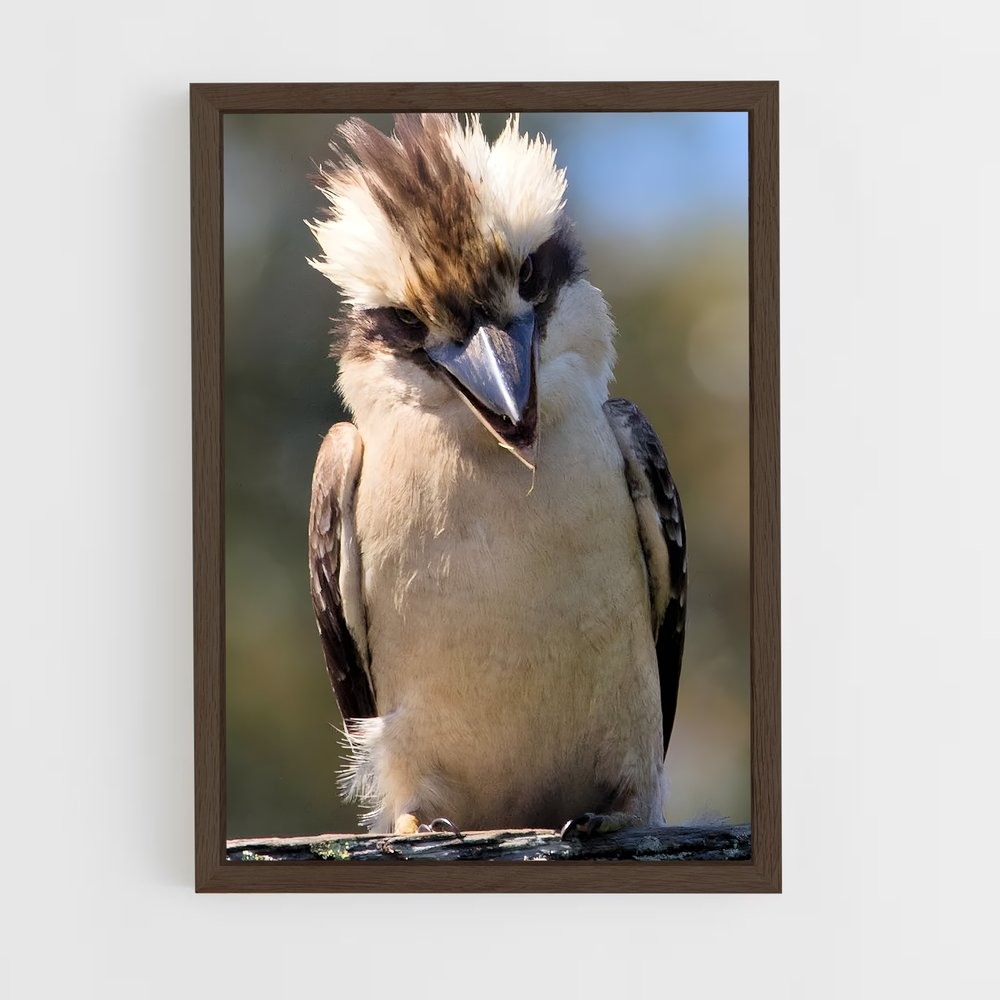 ap-kookaburra-5 cadre Bois foncé