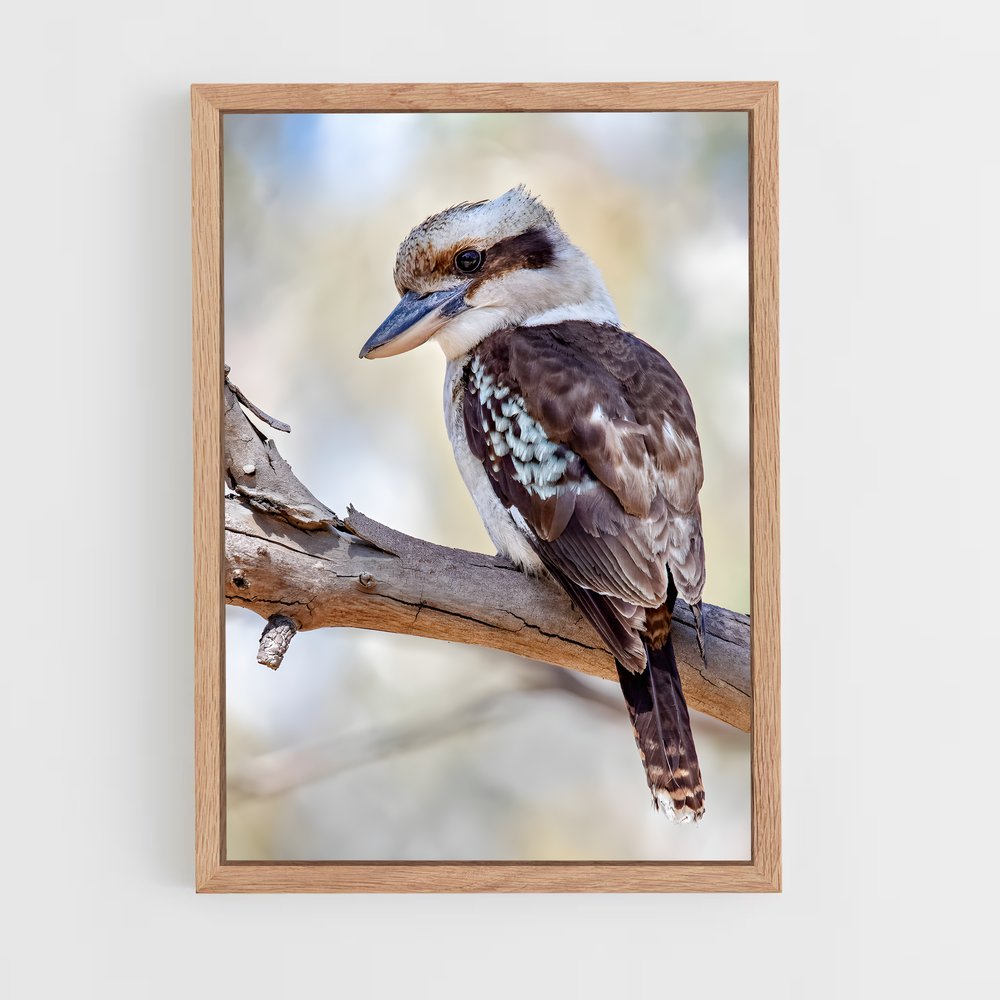 ap-kookaburra-6 cadre Bois clair