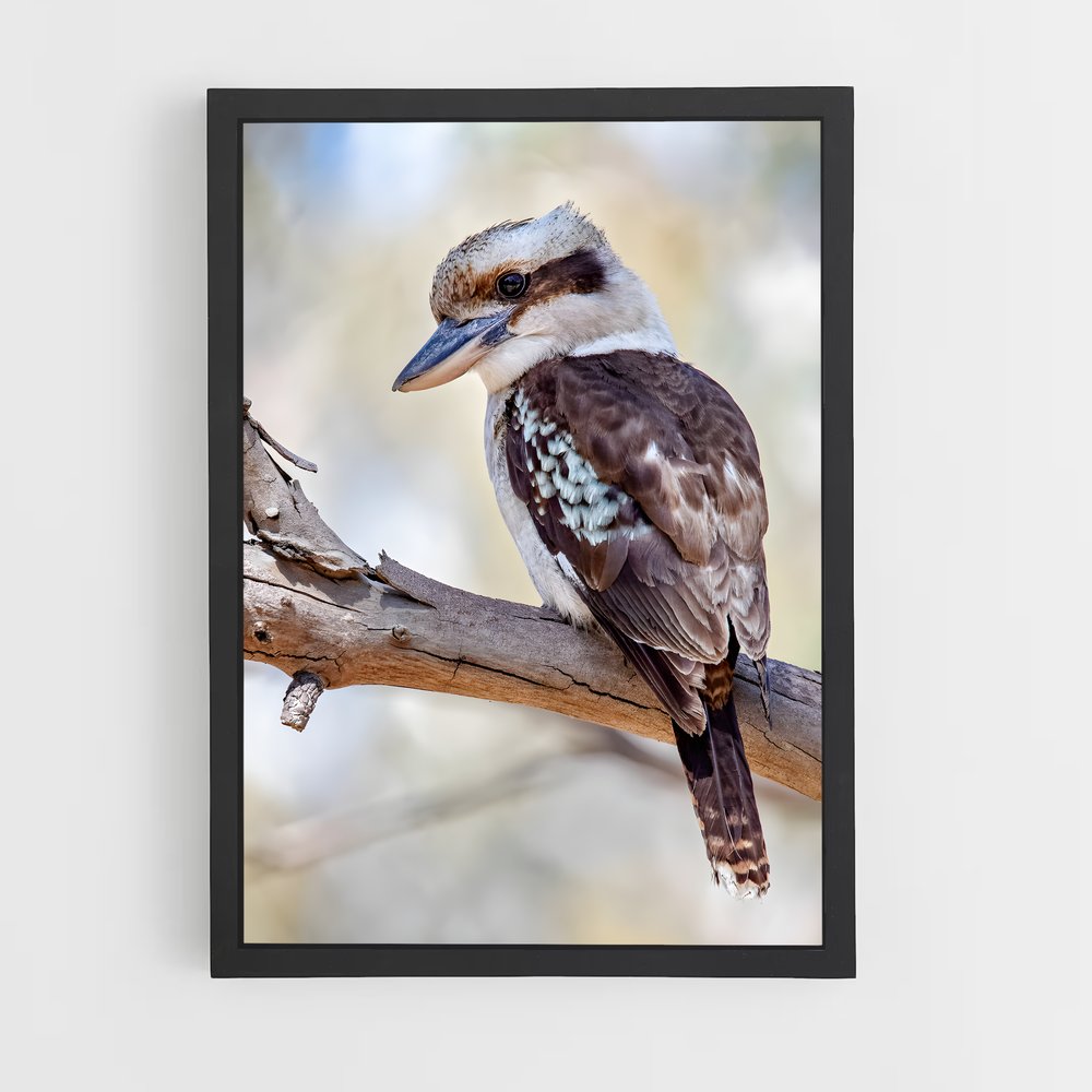 ap-kookaburra-6 cadre Noir