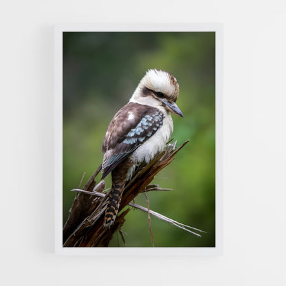 ap-kookaburra-7 cadre Blanc