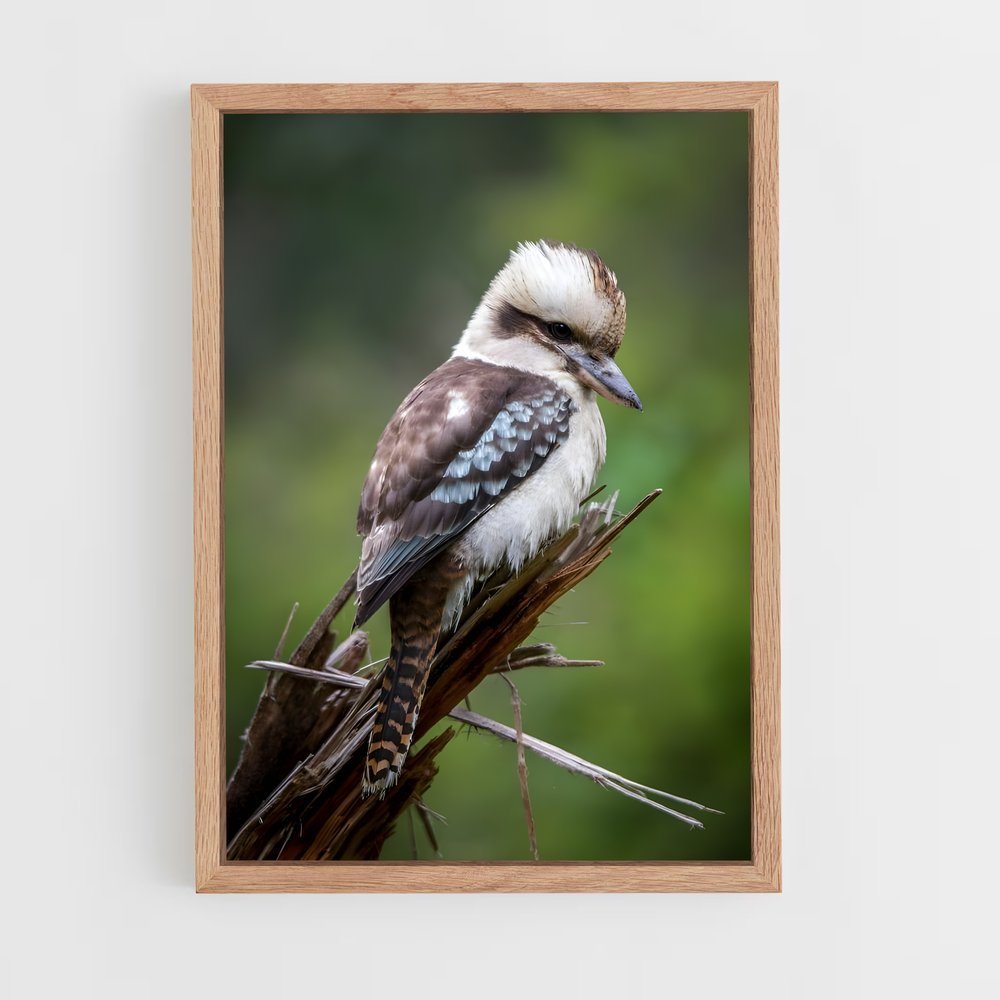ap-kookaburra-7 cadre Bois clair