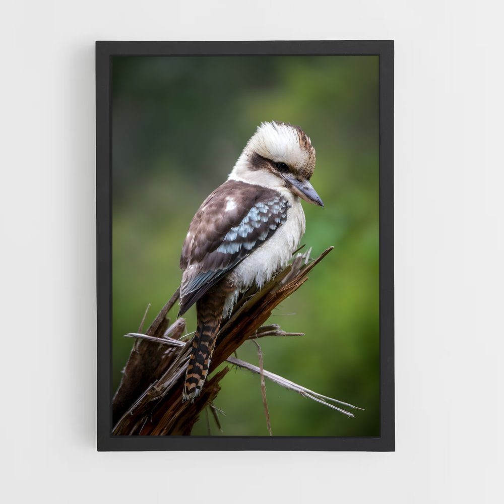 ap-kookaburra-7 cadre Noir