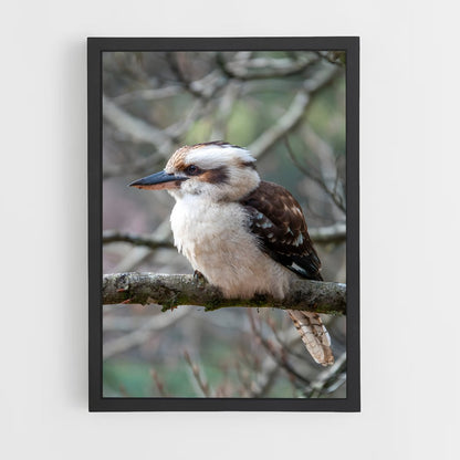 ap-kookaburra-8 cadre Noir