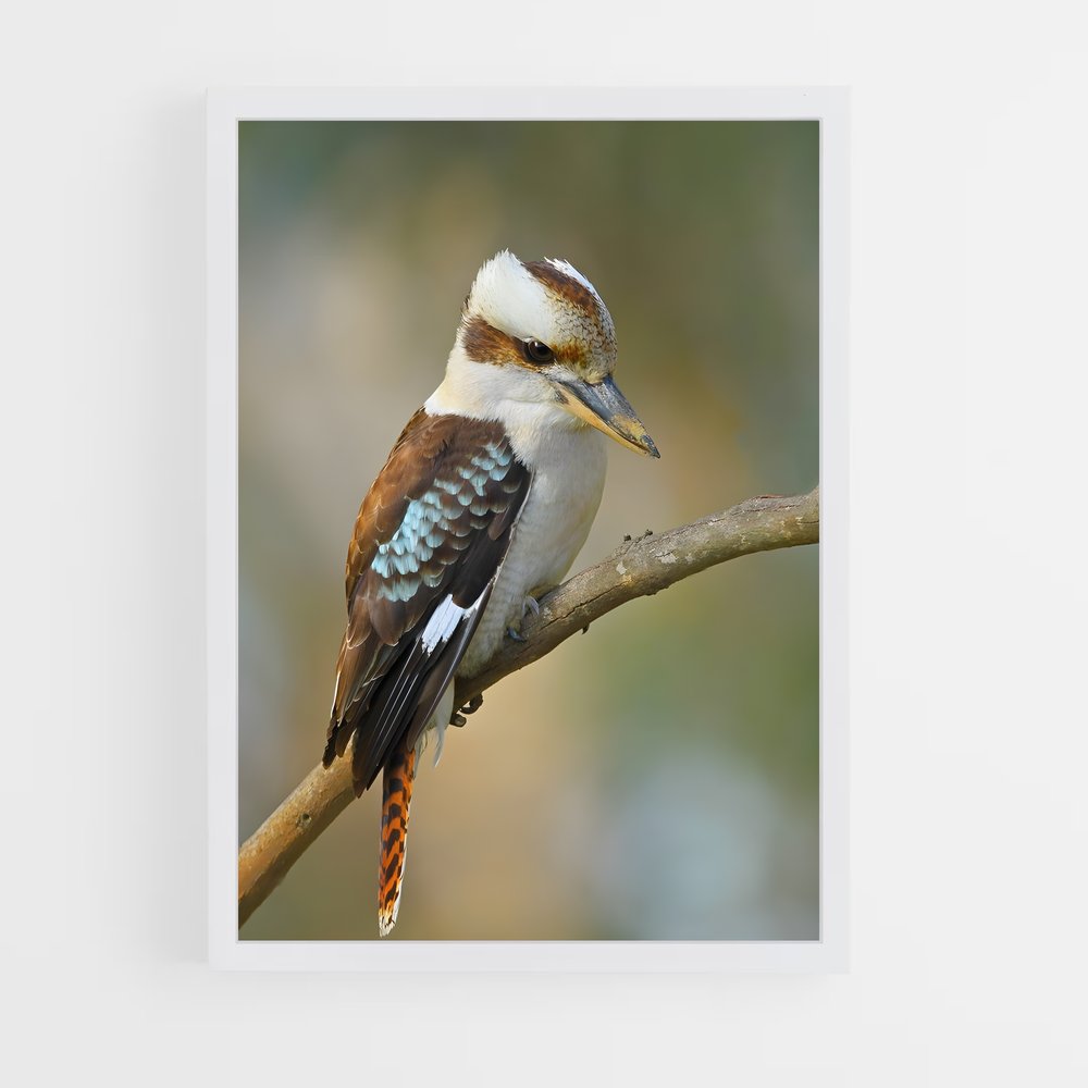 ap-kookaburra-9 cadre Blanc