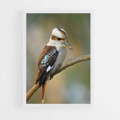 ap-kookaburra-9 cadre Blanc