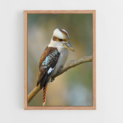 ap-kookaburra-9 cadre Bois clair