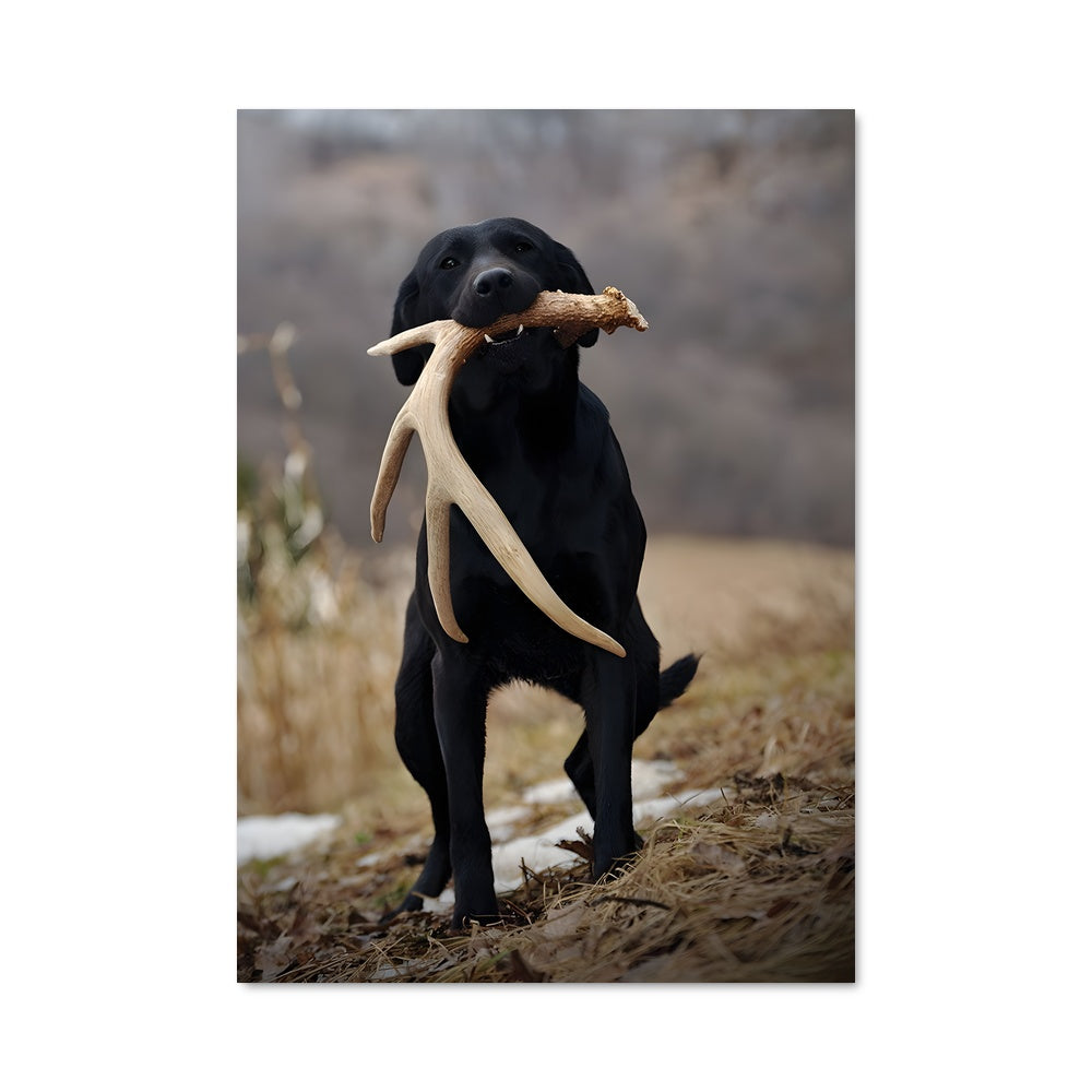 Poster Labrador en Action