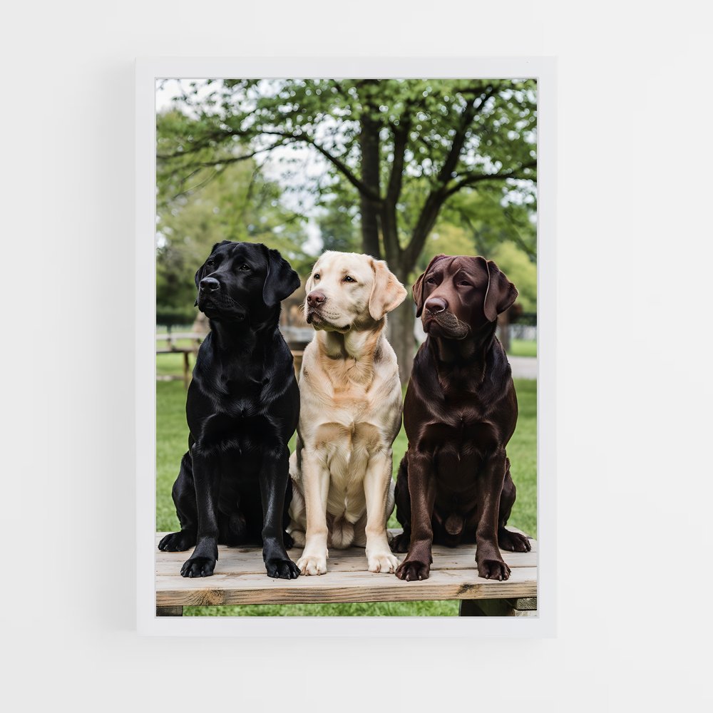 ap-labrador retriever-1 cadre Blanc