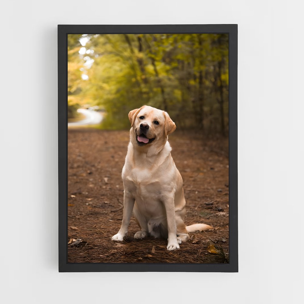 ap-labrador retriever-4 cadre Noir