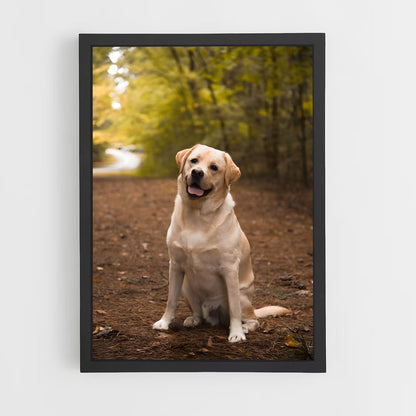 ap-labrador retriever-4 cadre Noir