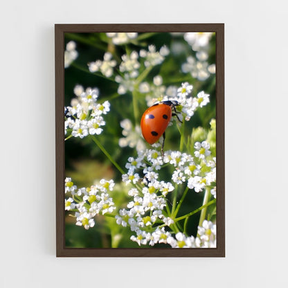 ap-ladybug-12 cadre Bois foncé