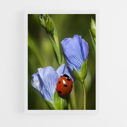 ap-ladybug-14 cadre Blanc