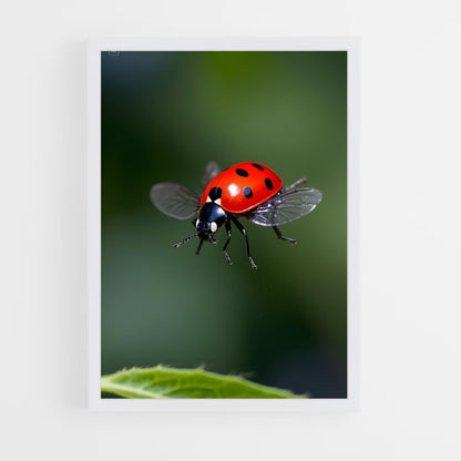 ap-ladybug-6 cadre Blanc