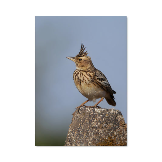 Poster L'Oiseau Longbec