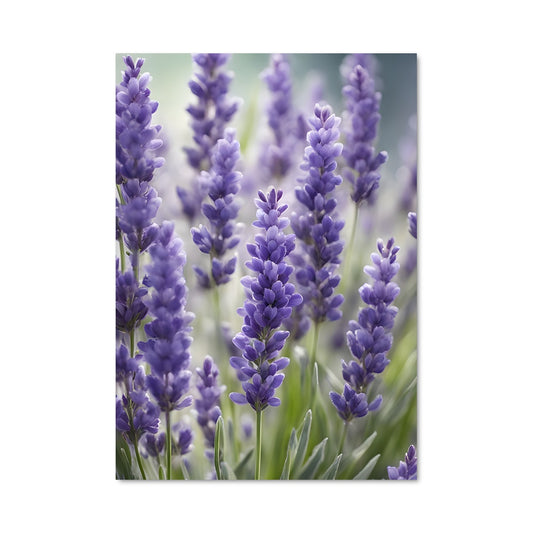 Poster Jardin de Lavande