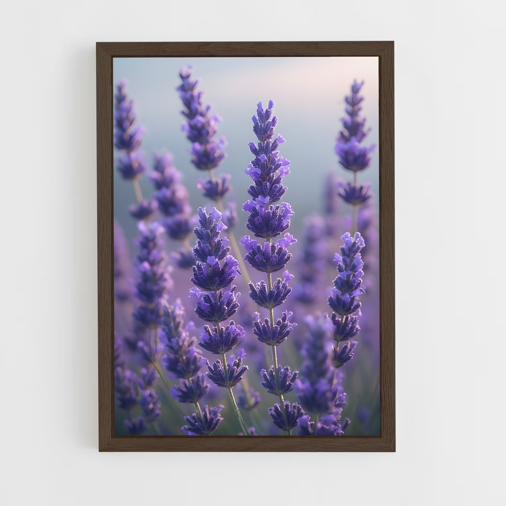ap-lavender-10 cadre Bois foncé