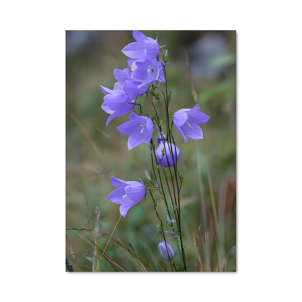 Poster Lavande Envoûtante