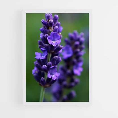 ap-lavender-5 cadre Blanc